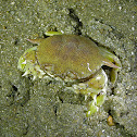 Spotted Moon Crab