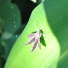 Dusky Roadside Skipper