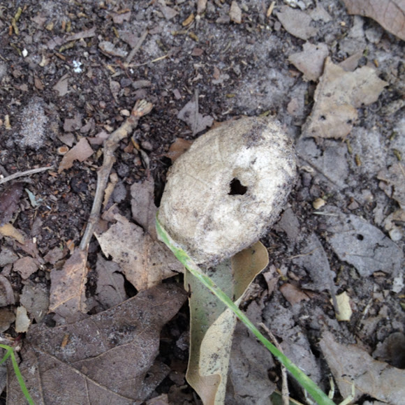 Spotting Image 1