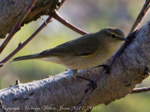 Spotting Image 1