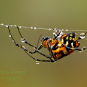 Pear-shaped Leucauge Spider