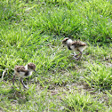 Southern Lapwing