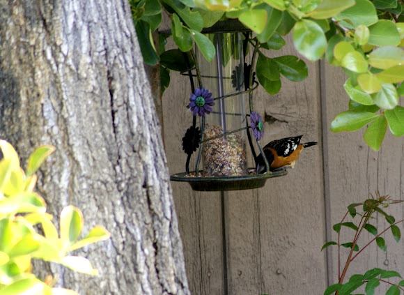 Spotting Image 1