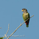 Scaly-headed parrot