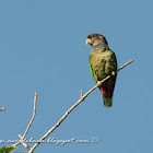 Scaly-headed parrot