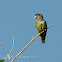 Scaly-headed parrot