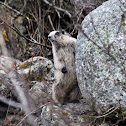 Groundhog