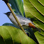 Chestnut-vented Conebill, Figuinha-de-rabo-castanho(Brazil)
