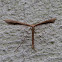 Plume moth