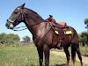 Caballos Padrillo Sangre Pura De Carrera Inscript