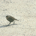 Red-winged Blackbird (Female)