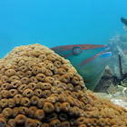 Stoplight Parrotfish