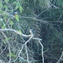Amazon Kingfisher
