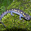 Yellow-Spotted Salamander