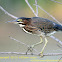 Green Heron