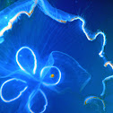 Jelly Fish