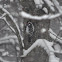 Downy Woodpecker
