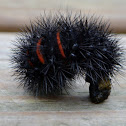 Giant Leopard Moth Caterpillar
