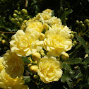 rose
