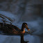 Wild Duck