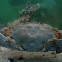 Crab