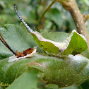 Puss moth caterpillar (4th instar, early)
