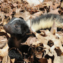 Striped skunk