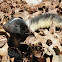 Striped skunk