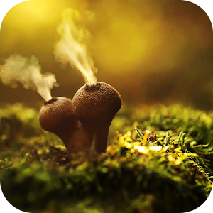 Amazing Nature Live Wallpaper.apk 1.0