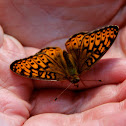Great Spangled Fritillary
