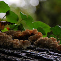 Panellus stipticus