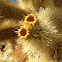 teddy bear cholla