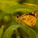 Tamil Grass Dart