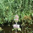 Water Mint