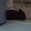 Black squirrel