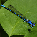 Civil Bluet
