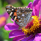 Painted Lady