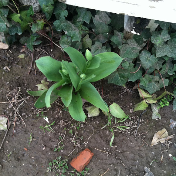 Spotting Image 1