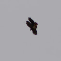 Red Tailed Hawks