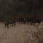 Buffalo