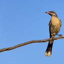 Spiny-cheeked Honeyeater
