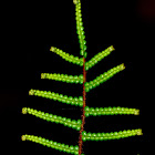 Coral Fern