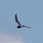 Whiskered tern; Fumarel Cariblanco