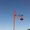 Crows