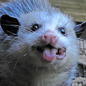 Virginia Opossum - Chattanooga Arboretum and Nature Center