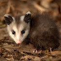 Virginia Opossum