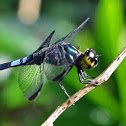 Dark-Tipped Forest-Skimmer
