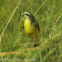 Yellow-fronted Canary