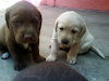 Vendo Cachorro Labrador
