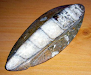 Fosil Invaluable De Un Nautilus